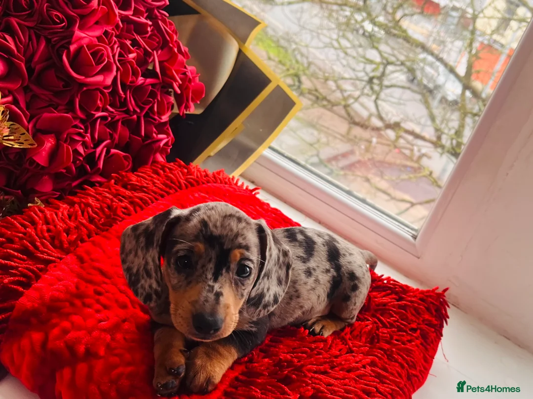 Miniature Dachshund dogs for sale: 🐶Miniature Dachshund Puppie - Advert 7