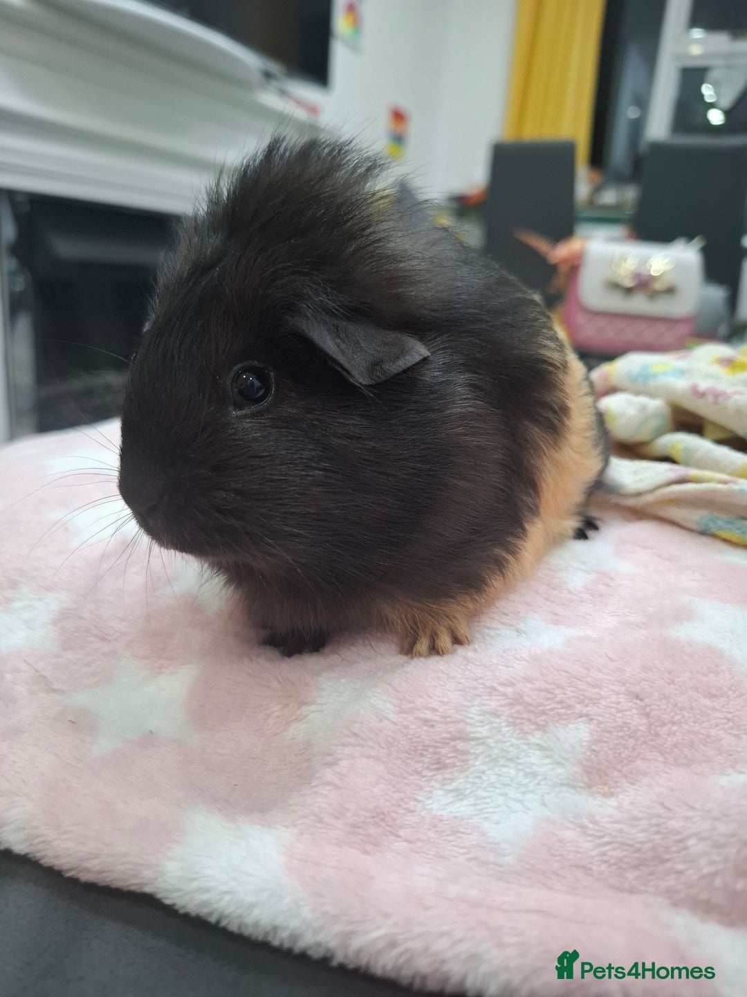 Guinea Pig rodents for sale: Precious piggies 🐷  - Advert 6