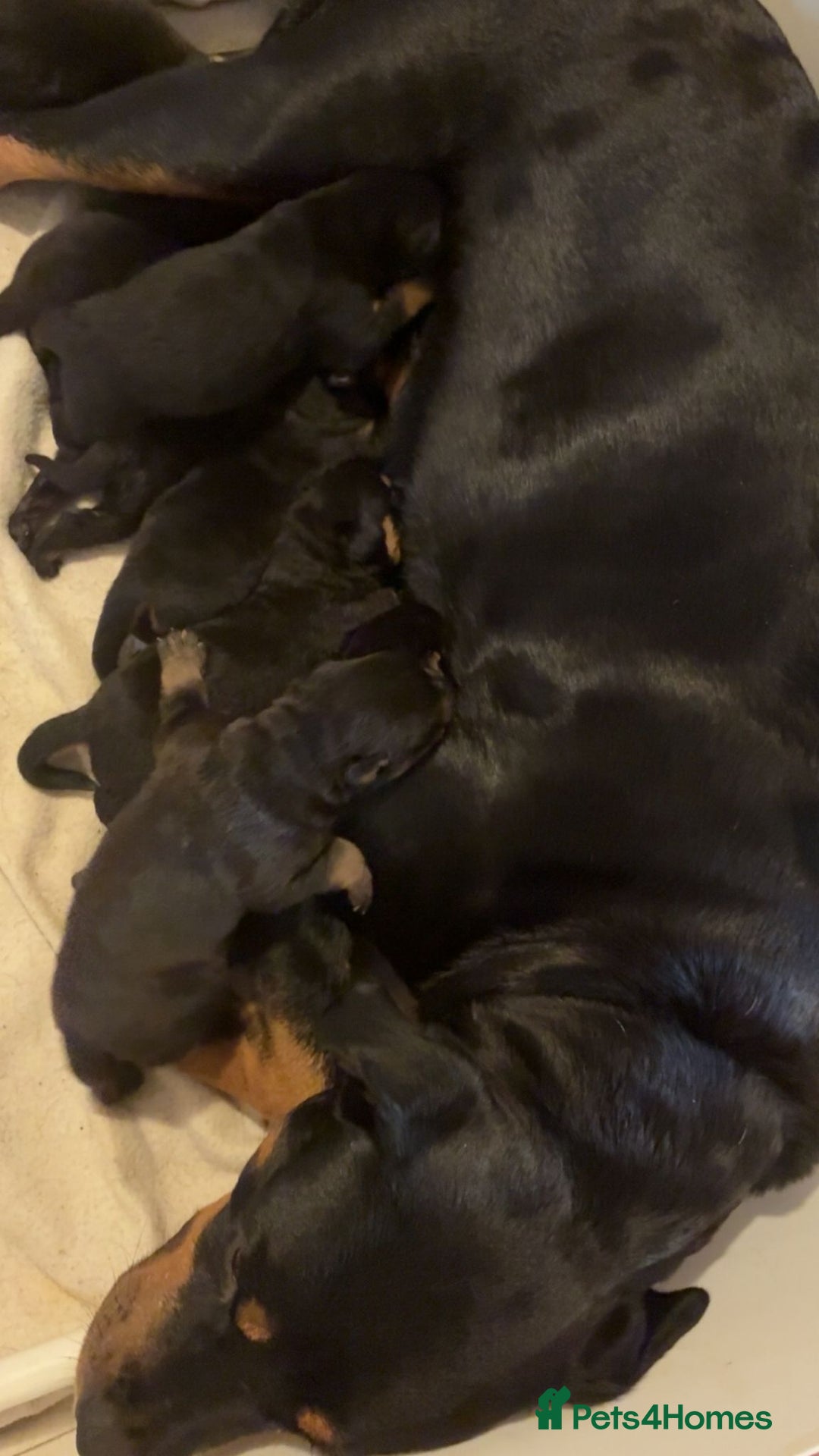 Rottweiler dogs for sale: Big beautiful Rottweiler puppies KC reg - Advert 1