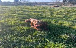 Cocker Spaniel dogs for sale: KC REG Outstanding pedigree Working Cocker Spaniel - Image 15