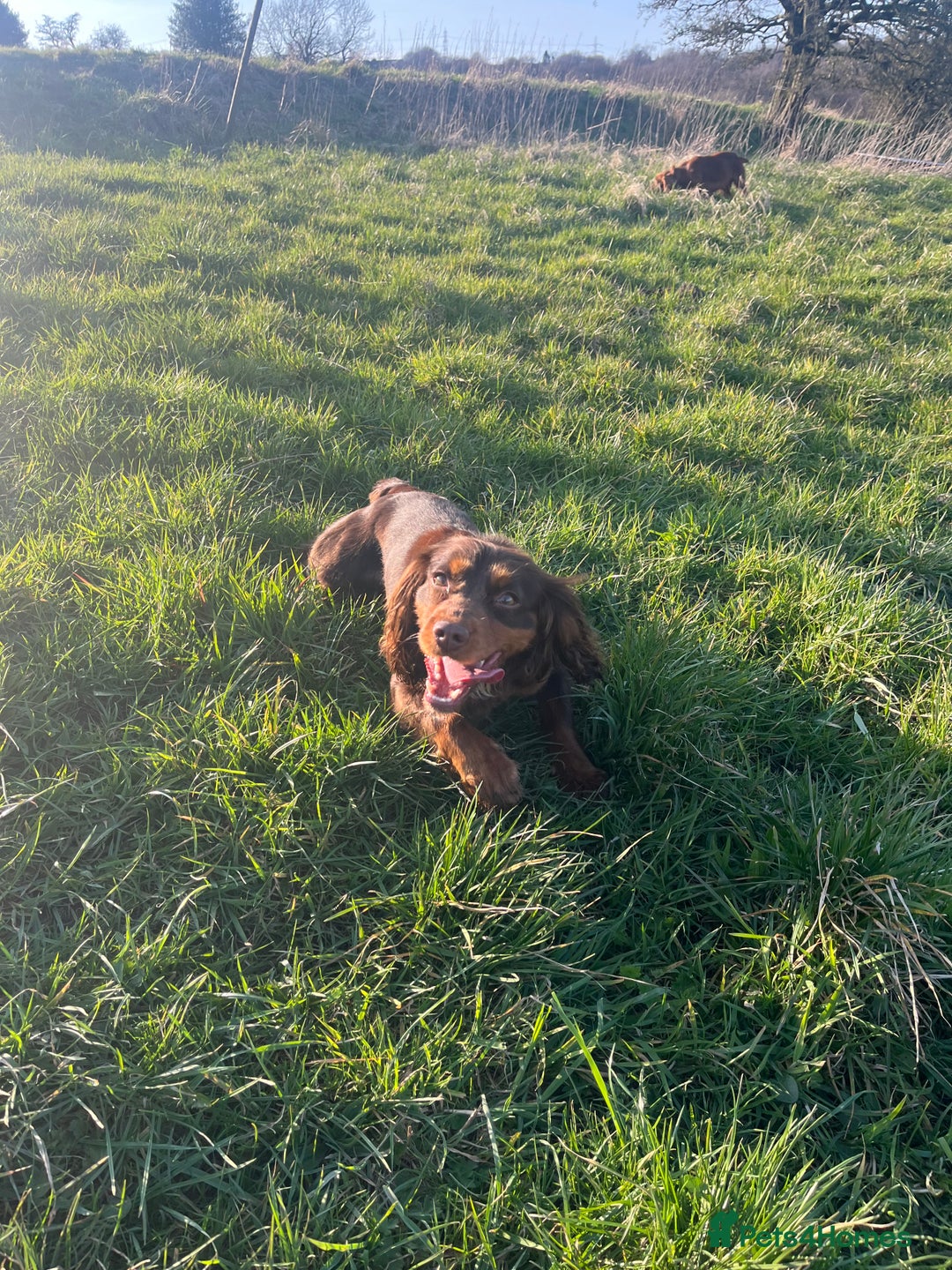 Cocker Spaniel dogs for sale: KC REG Outstanding pedigree Working Cocker Spaniel - Image 15
