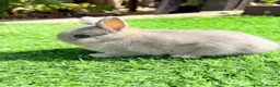 Netherland Dwarf rabbits for sale: Pure Netherland Dwarf  - Advert 9
