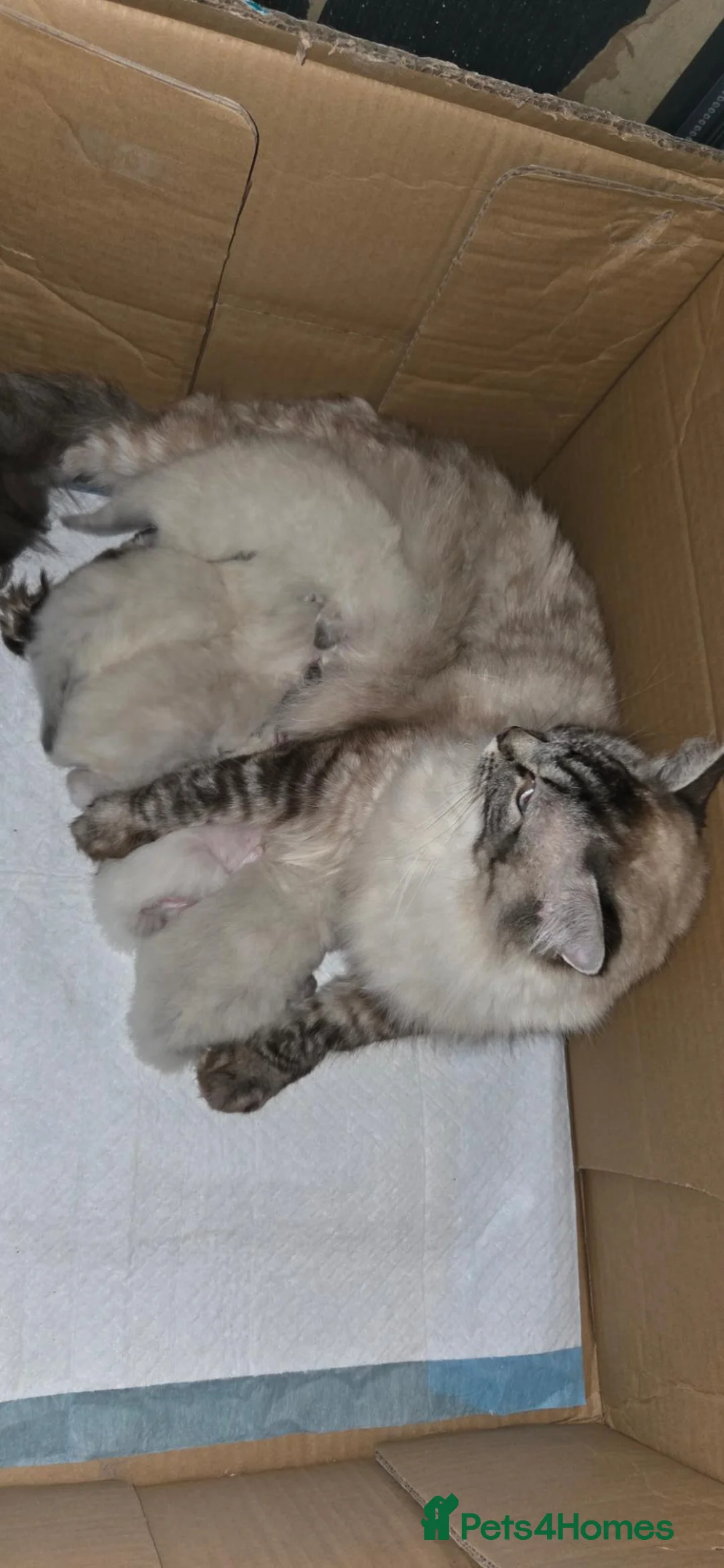 Ragdoll cats for sale: 2 adorable female kittens in Bonnyrigg - Advert 2