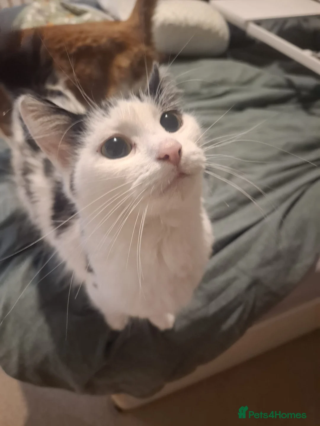 Mixed Breed cats for sale: Kittens for Sale - Advert 1