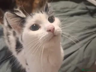 Mixed Breed cats Kittens for Sale - Advert 2