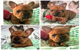 French Bulldog dogs for sale: KC Reg. French bulldogs looking for new home - Image 7