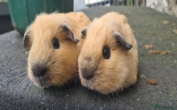 Guinea Pig rodents for sale: Californian baby male guinea pigs - Image 2