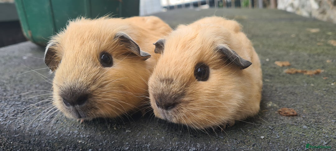 Guinea Pig rodents for sale: Californian baby male guinea pigs - Image 2