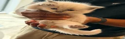 Ragdoll cats for sale: Stunning Purebred Ragdoll Kittens - Advert 7