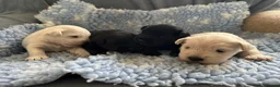 Miniature Schnauzer dogs for sale: KC Registered Miniature Schnauzer Puppies For Sale - Advert 3