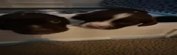 English Springer Spaniel dogs for sale: 9 Beautiful English Springer Spaniels for sale  in Preston - Advert 5