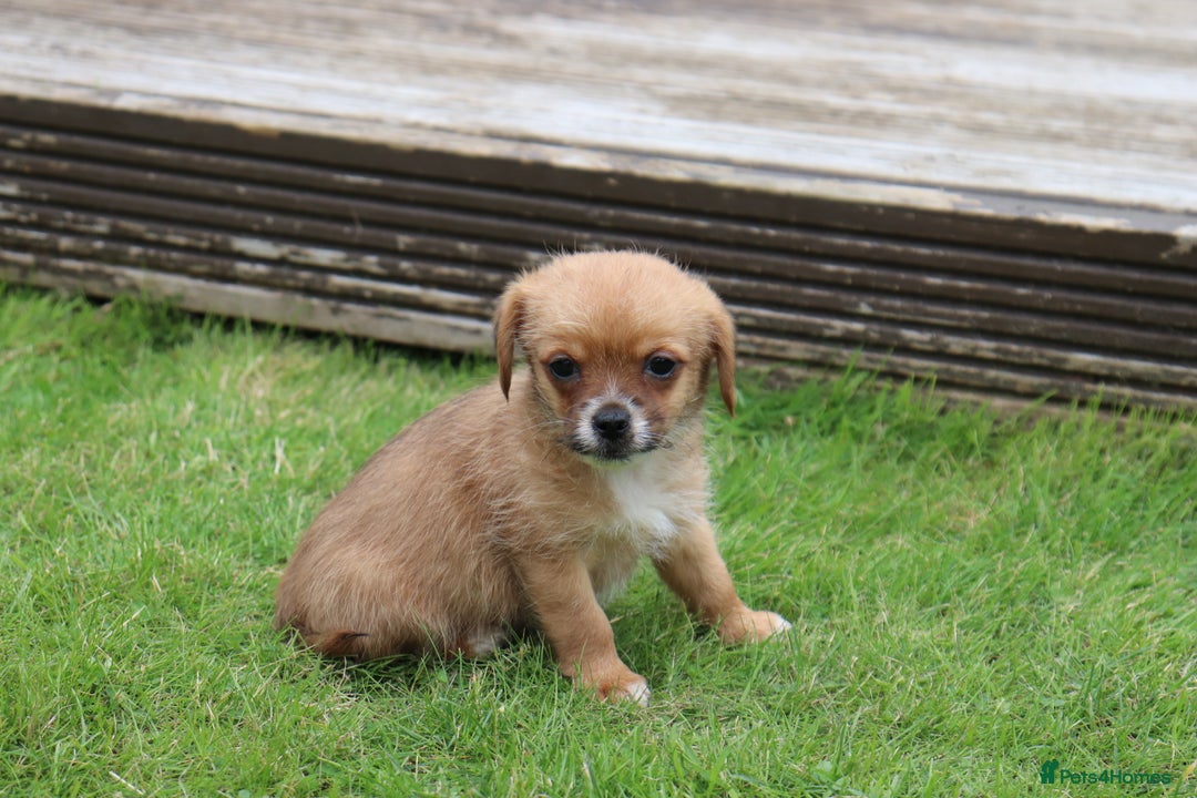 Jack Russell dogs for sale: Beautiful Jack Russell Puppies - Image 10