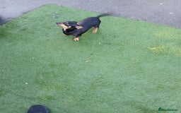 Mixed Breed dogs for sale: Chalky pups - Image 3