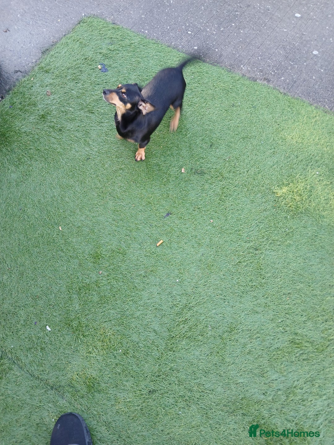 Mixed Breed dogs for sale: Chalky pups - Image 3