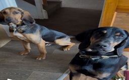 Bloodhound dogs for sale: Bloodhounds needing forever homes - Image 2