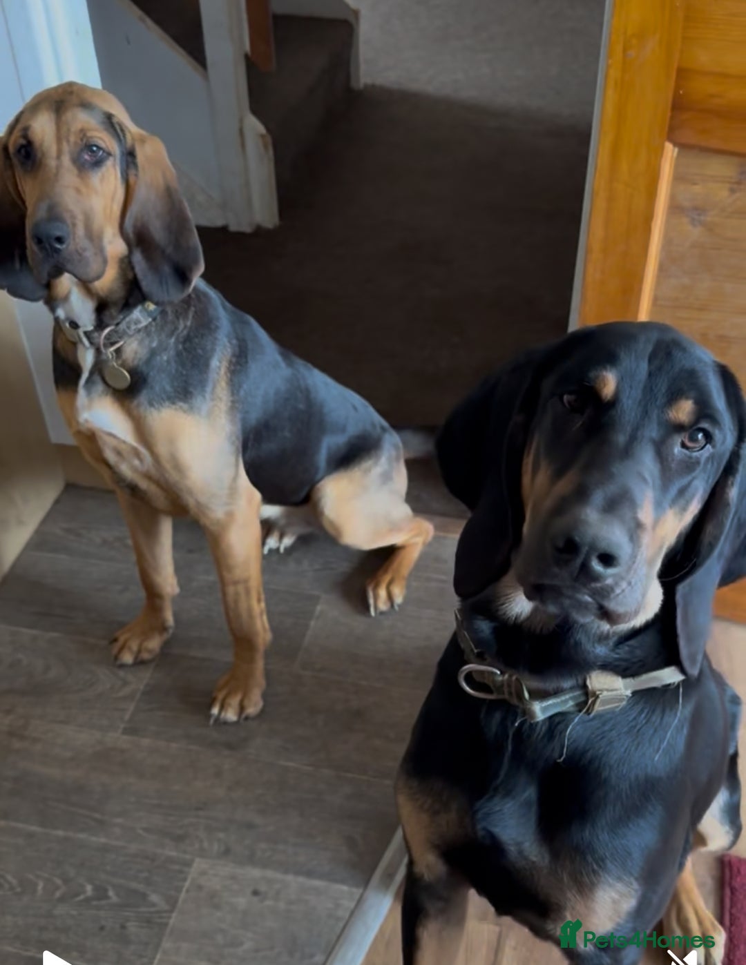 Bloodhound dogs for sale: Bloodhounds needing forever homes - Image 2