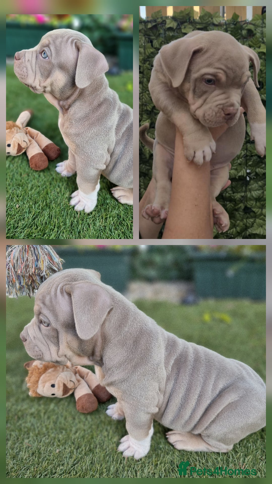 American Bully dogs for sale: Pocket bully  - Image 2