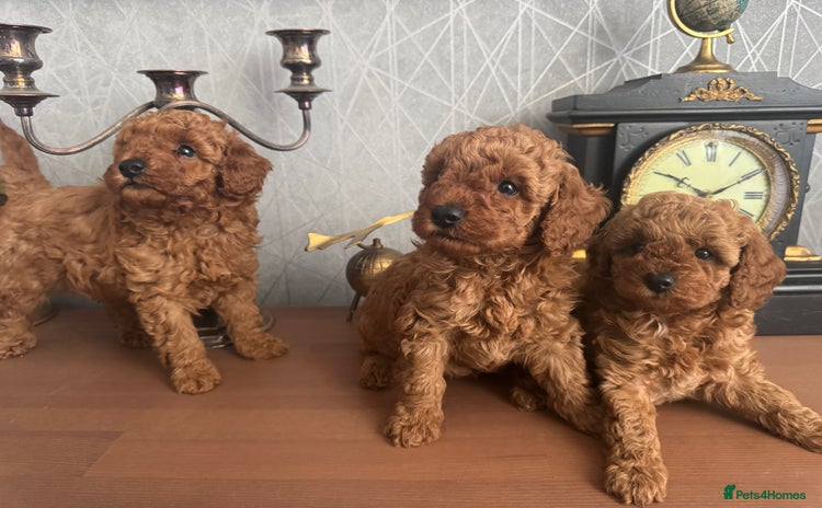 Toy Poodle dogs - Advert 11