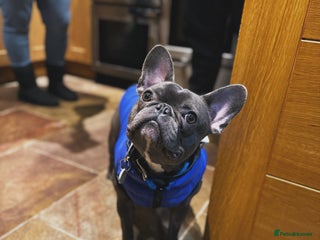 French Bulldog dogs in Leeds - Advert 31