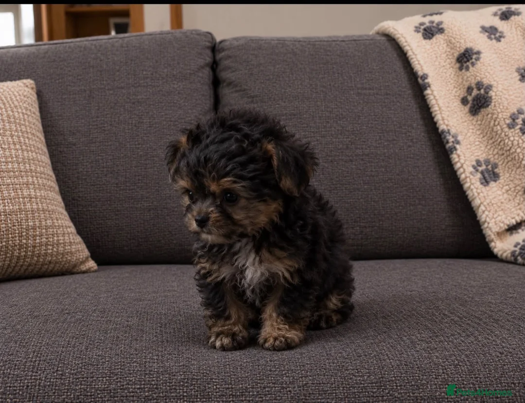 Mixed Breed dogs for sale: 4 adorable puppies  in Neath - Advert 5