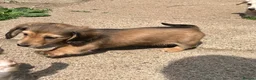 Dachshund dogs for sale: Kc Stunning Miniature Dachshunds  - Advert 6