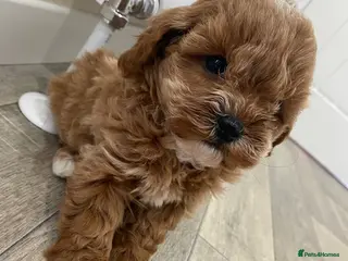 Cavapoo dogs F1B Cavapoo puppy Health Tested parents - Advert 17