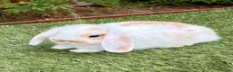 Mini Lop rabbits for sale: Pure bred mini lops .  - Advert 9