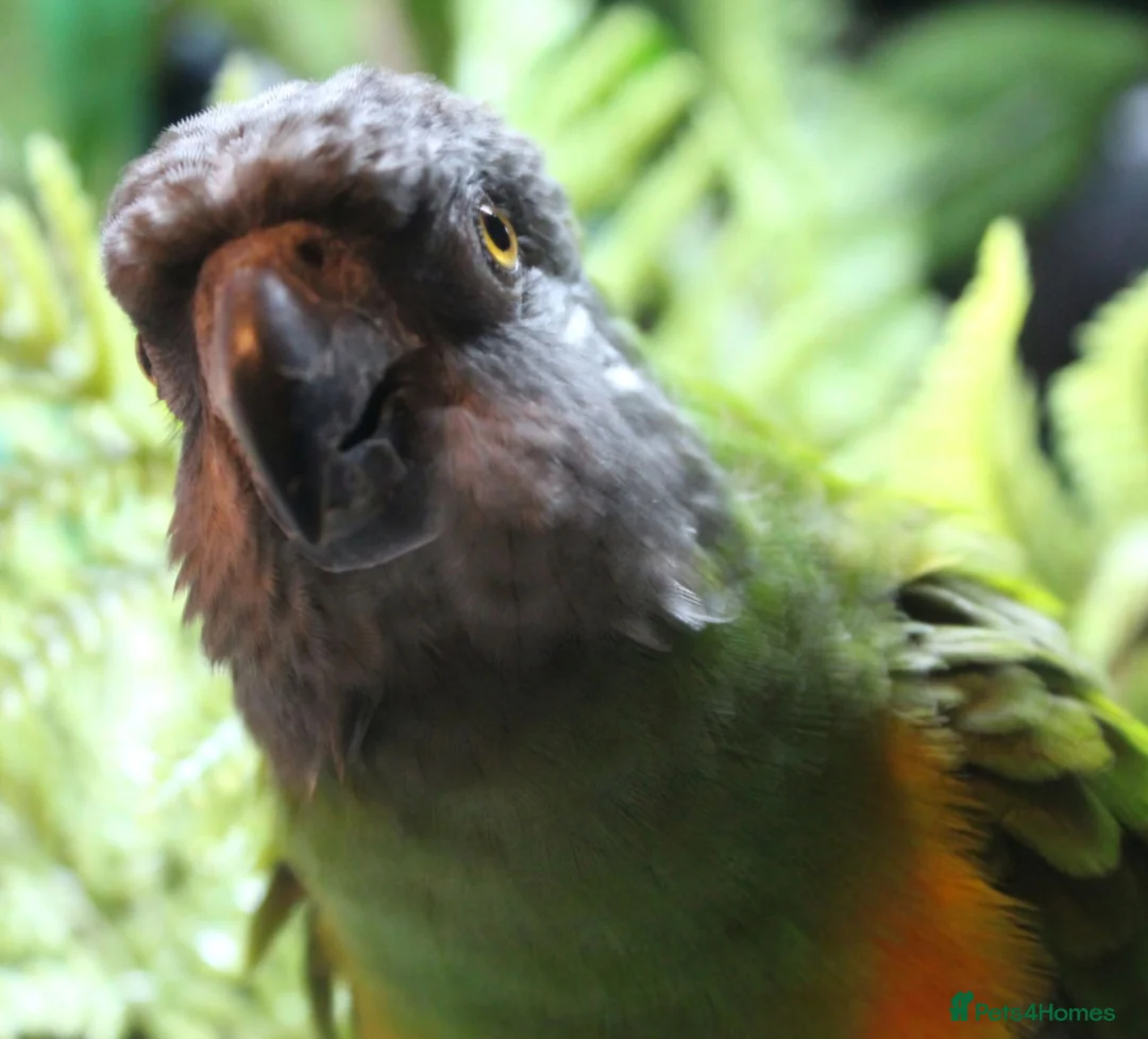 Parrots birds for sale: Adult, extremely tame senegal  - Advert 2