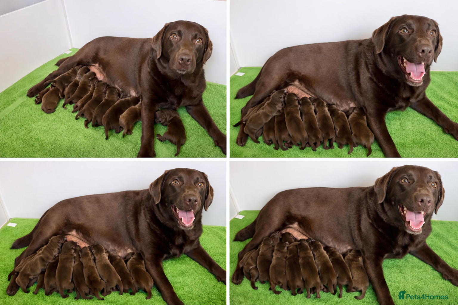 Labrador Retriever dogs 🌟🌟5 stars Chunky Chocolate Labradors 🌟🌟 - Advert 1