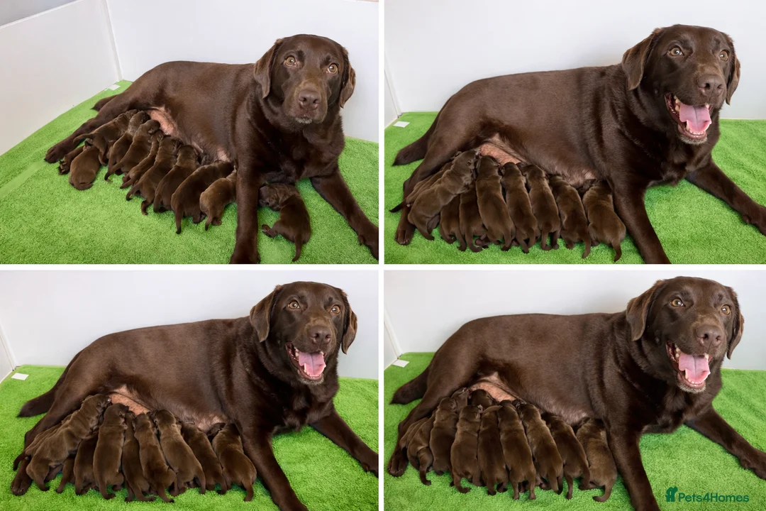 Labrador Retriever dogs for sale: 🌟🌟5 stars Chunky Chocolate Labradors 🌟🌟 - Advert 1