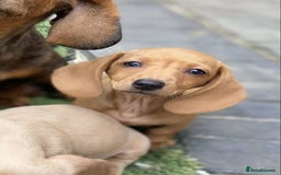 Dachshund dogs for sale: Miniature Dachshund  - Image 6