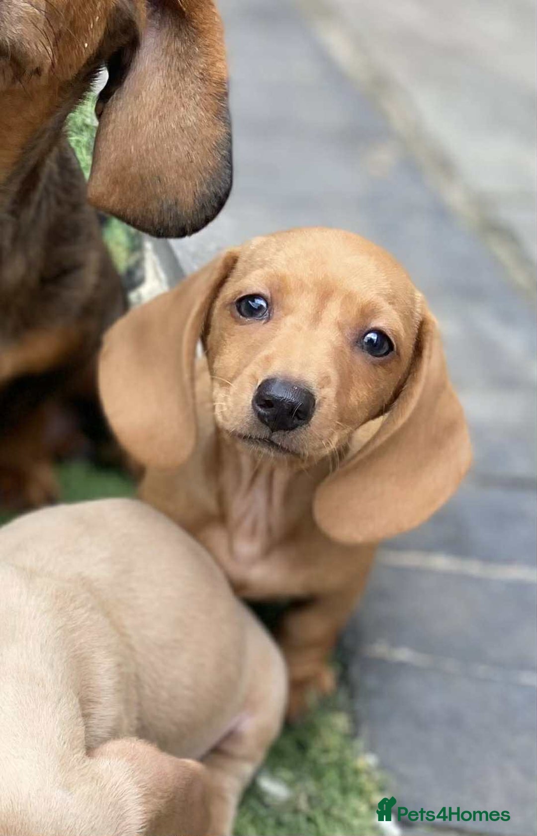 Dachshund dogs for sale: Miniature Dachshund  - Image 6