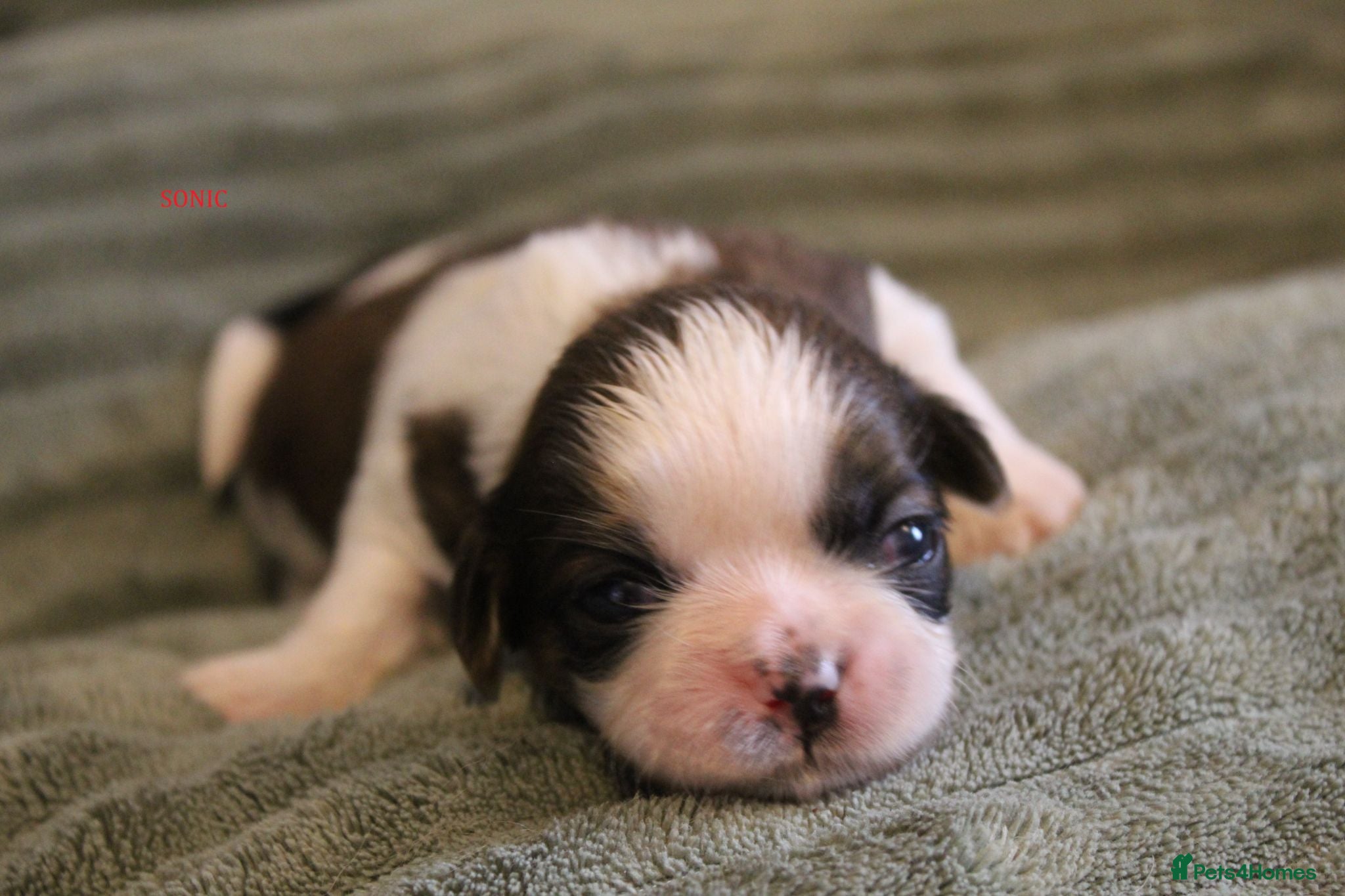 Shih Tzu dogs LOVELY SHIH TZU PUPPIES KC REG PEDIGREE  - Advert 1