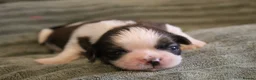 Shih Tzu dogs for sale: LOVELY SHIH TZU PUPPIES KC REG PEDIGREE  in Bootle - Advert 1