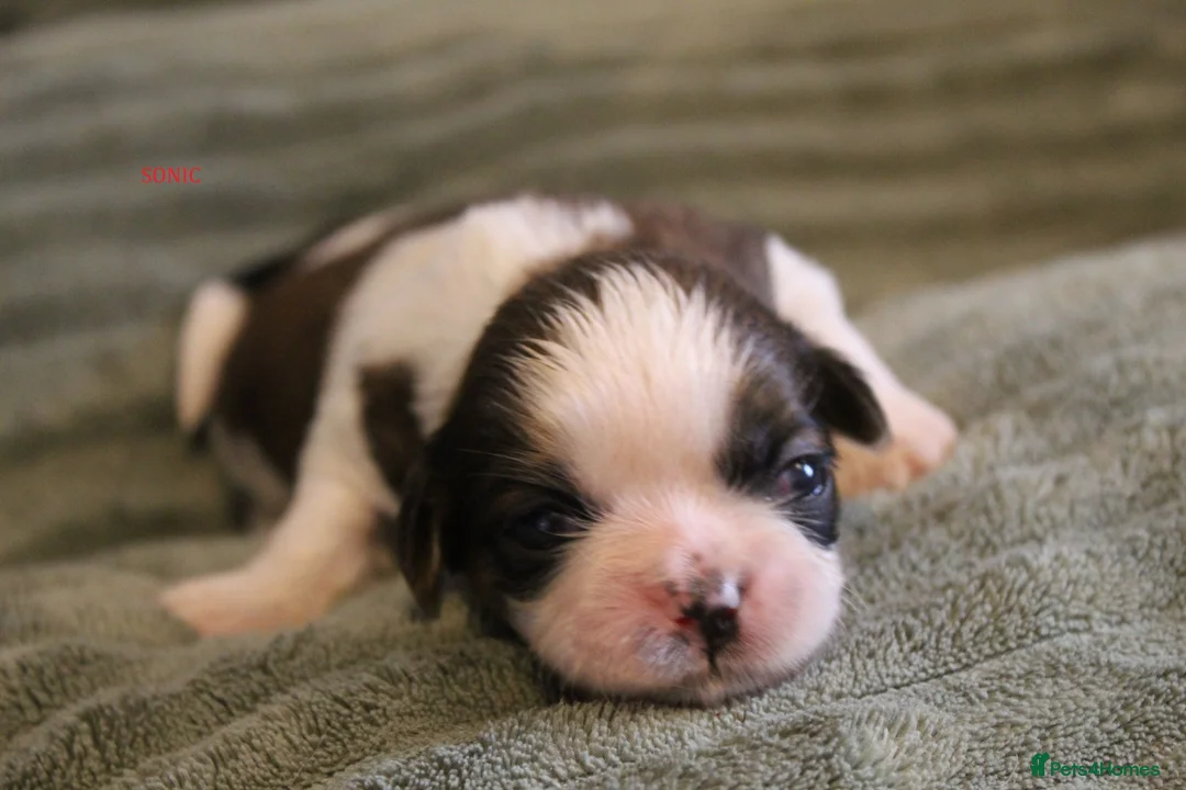 Shih Tzu dogs for sale: LOVELY SHIH TZU PUPPIES KC REG PEDIGREE  in Bootle - Advert 1