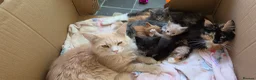 Maine Coon cats for sale: Male  - Advert 4