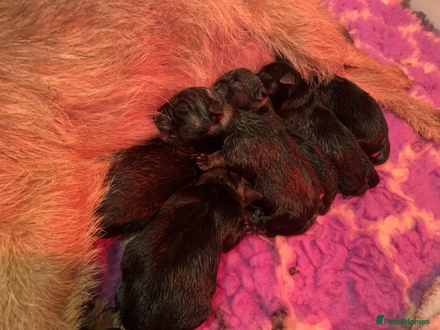 Border Terrier dogs - Advert 1