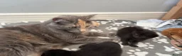 Maine Coon cats for sale: Gorgeous Maine Coon Kittens  - Advert 17