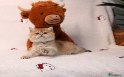 British Shorthair cats for sale: ❤️ British shorthair kittens  - Advert 8