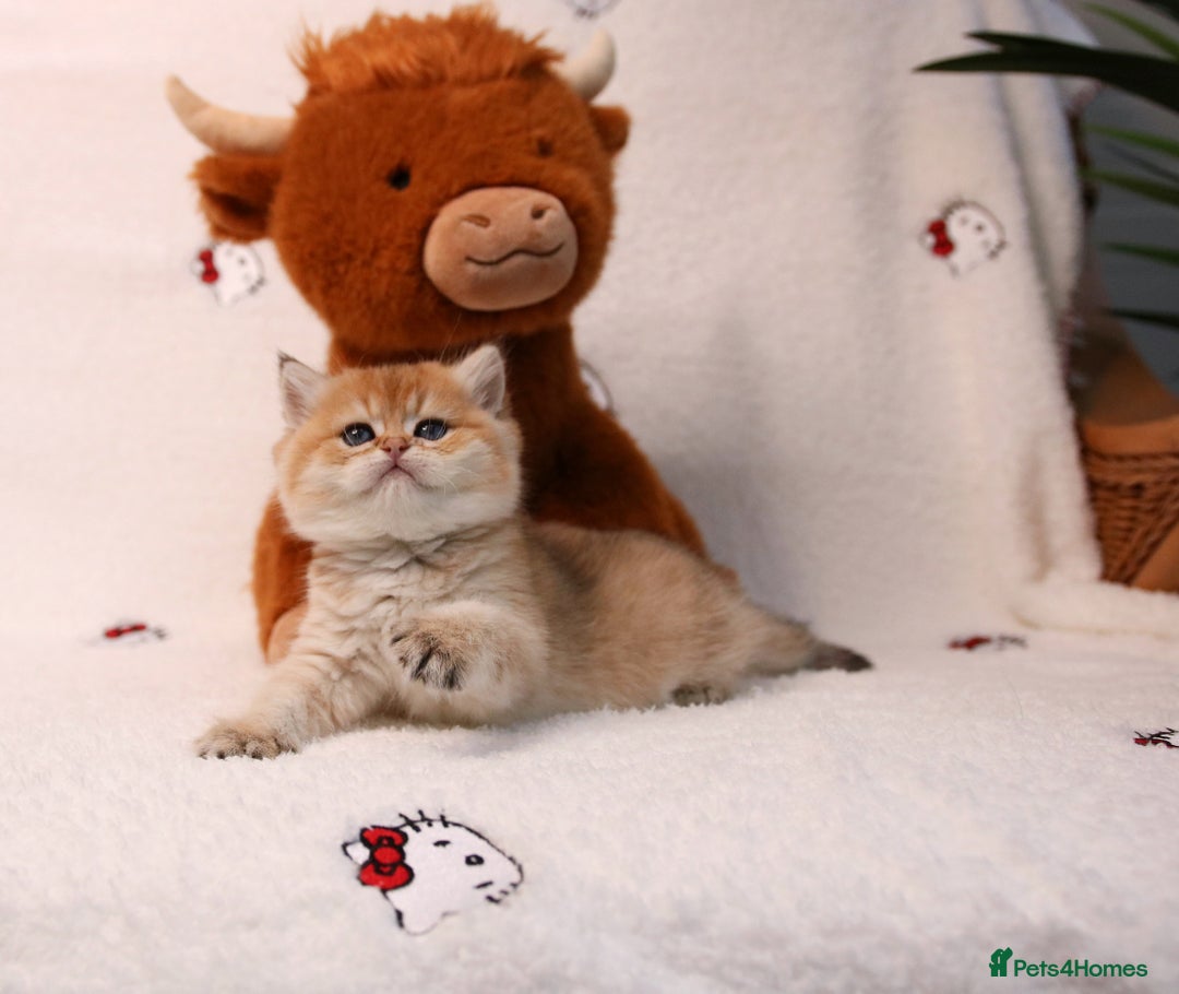 British Shorthair cats for sale: ❤️ British shorthair kittens  - Advert 8