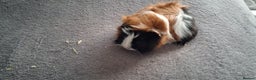Guinea Pig rodents for sale: Baby boy guinea pigs ready to leave now  - Advert 8