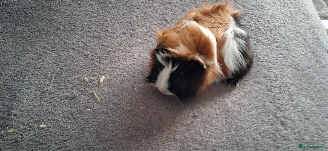 Guinea Pig rodents for sale: Baby boy guinea pigs ready to leave now  - Advert 8