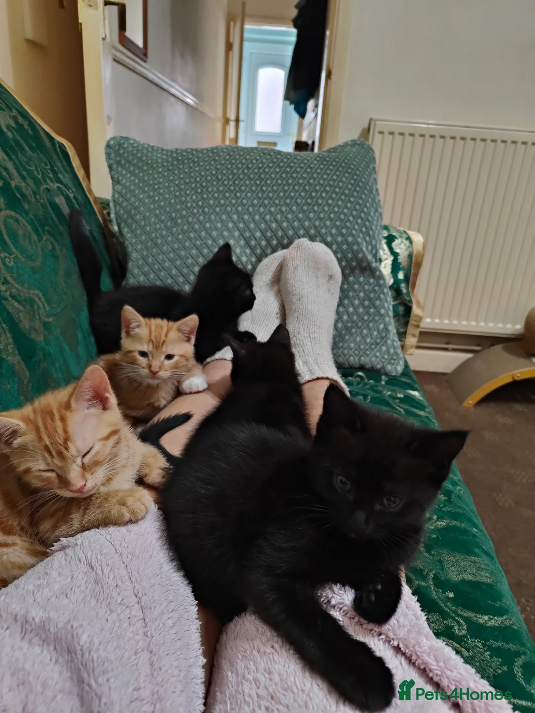 Mixed Breed cats for sale: Ready for their forever home  - Advert 2