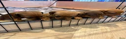Miniature Dachshund dogs for sale: Miniature Dachshund Puppies for sale KC  - Advert 3