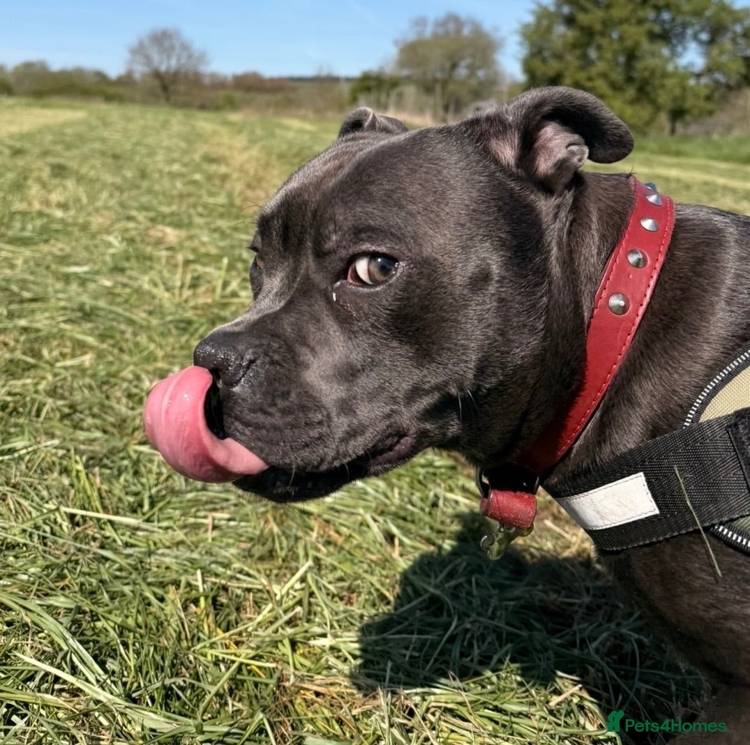 Staffordshire Bull Terrier dogs Eric The Blue Staffy - Advert 1