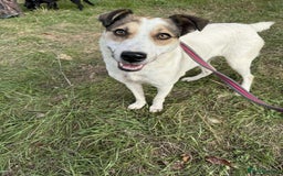 Mixed Breed dogs for adoption: Honour - Norwich Norfolk  - Advert 1