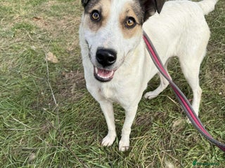 Mixed Breed dogs for adoption: Honour - Norwich Norfolk - Advert 3