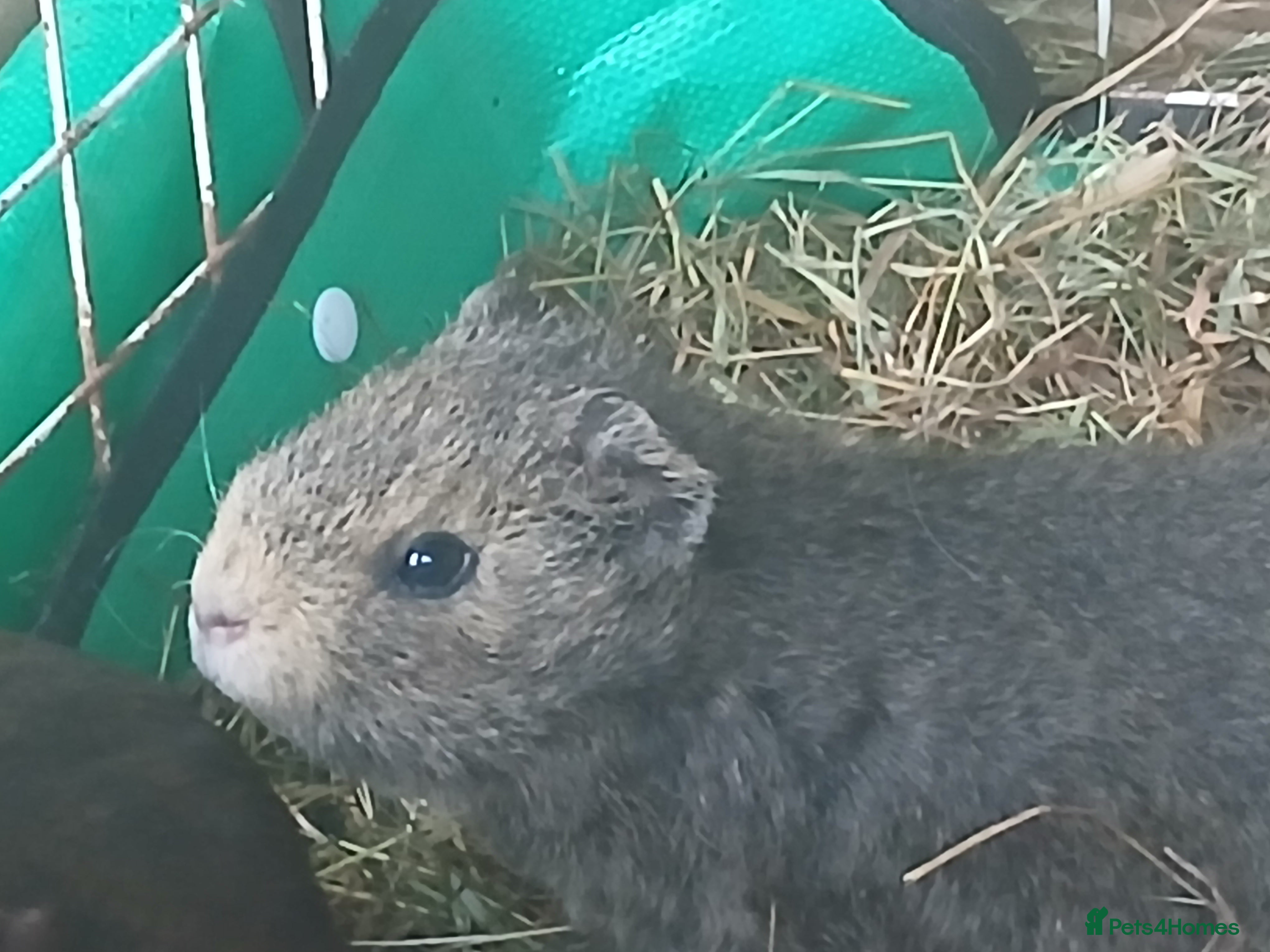 Guinea Pig rodents Sow Guinea Pigs  - Advert 2