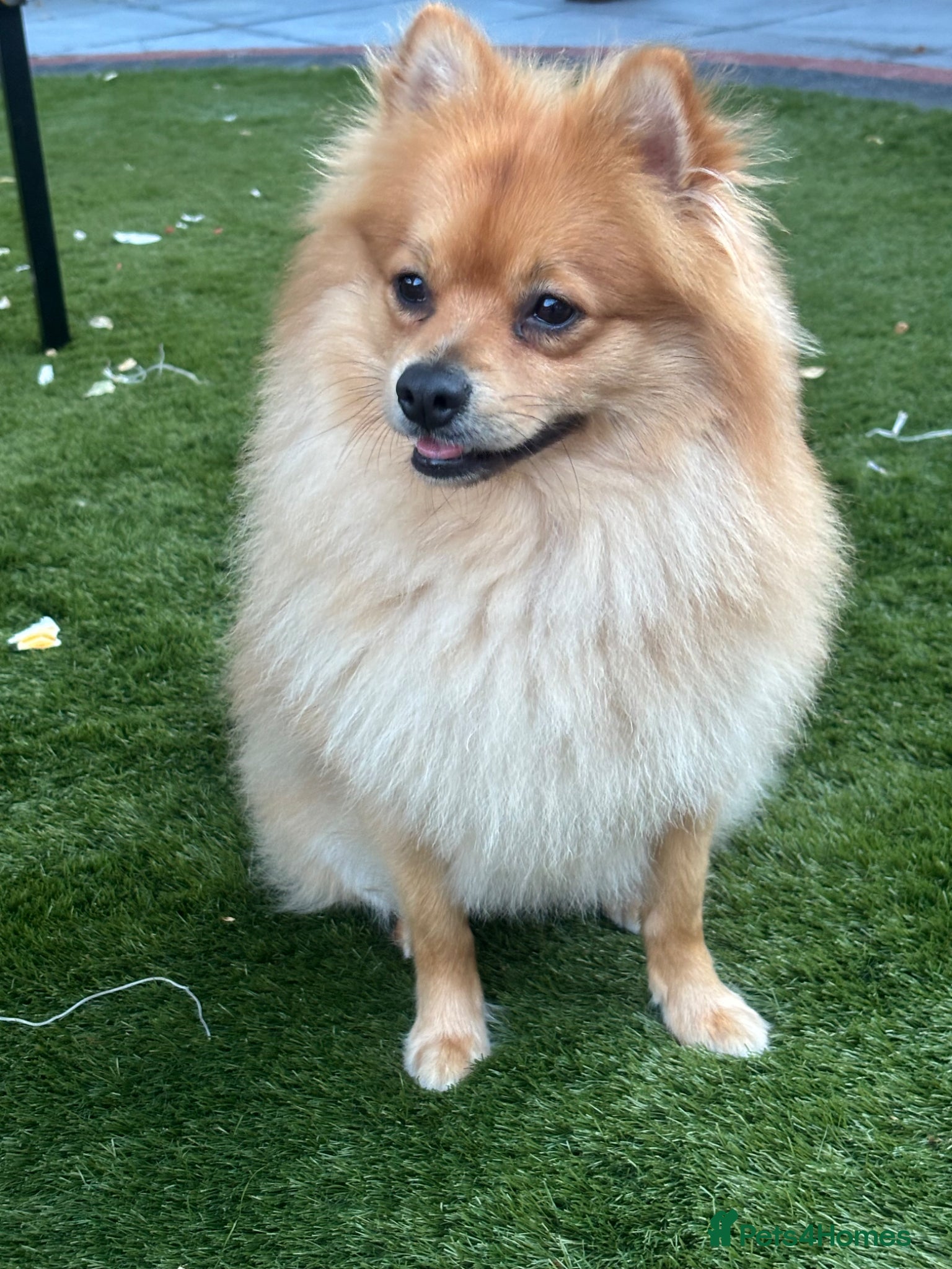 Mixed Breed dogs Looking for a better owner for my Lovely dog - Advert 1