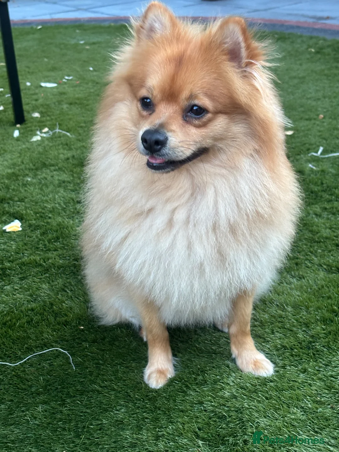 Mixed Breed dogs for sale: Looking for a better owner for my Lovely dog in Liverpool - Advert 1